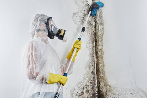 Best Commercial Mold Removal  in Terryville, NY