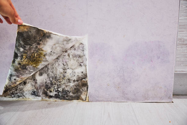 Best Mold Remediation  in Terryville, NY